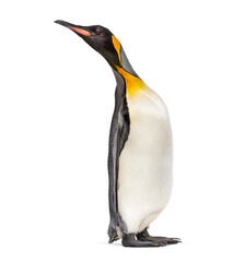 King penguin looking up, isolated on white