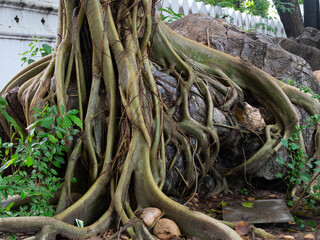 close-up roots of a majestic tree in a forest with stone, a white wall background