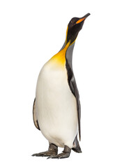 King penguin looking up, isolated on white