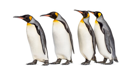 Fototapeta premium Colony of king penguins together, isolated on white