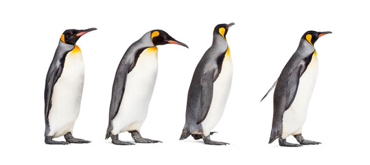 Group of King penguin isolated on white