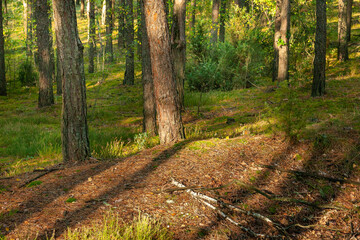 Obraz premium Pine trunks in the light of the autumn morning.