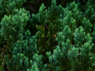 center blur close-up green tree background in the garden in Thailand.