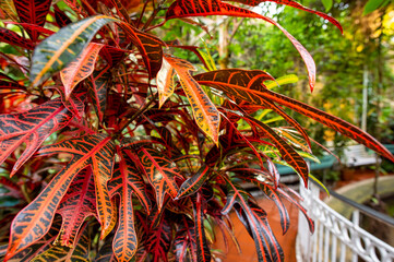 Birmingham Botanical Gardens West Midlands England UK