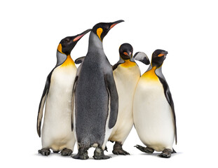 Colony of king penguins together, isolated on white