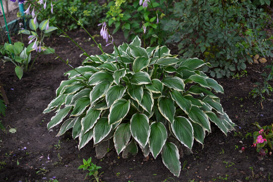 Bush of hosta flower with large patterned white-green leaves. Perennial grows in garden in ground. Summer