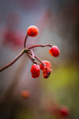 Autumn viburnum tree with bunches of red ripe berries. Selective focus.
