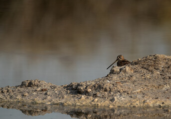 Common snipe at Akser Marsh in the morning hours at Bahrain.