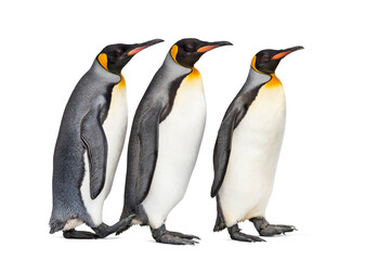 Group of King penguin standing together, isolated on white
