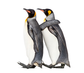 side view of Two King penguin walking together, isolated © Eric Isselée