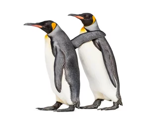 Tuinposter side view of Two King penguin walking together, isolated © Eric Isselée