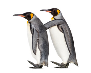 side view of Two King penguin walking together, isolated