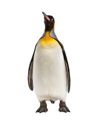 King penguin isolated on white