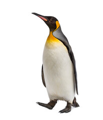 Walking King penguin isolated on white