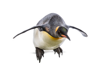 King penguin jumping for diving, isolated