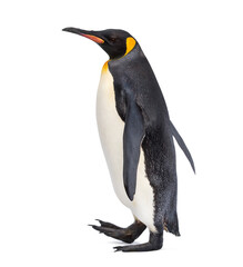 Side view of a King penguin walking, isolated on white