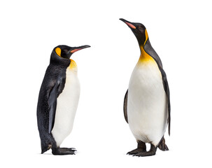 Two King penguin facing each other, isolated on white