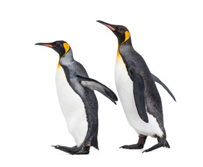 Fototapeta premium side view of Two King penguin walking together, isolated