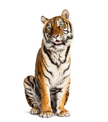 sitting and panting Tiger isolated on white