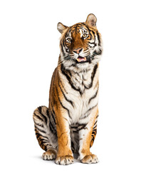 sitting and panting Tiger isolated on white