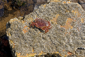Sea Crab at low tide on the Durham Heritage Coast