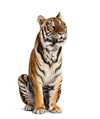 Fototapeta na wymiar sitting and panting Tiger isolated on white