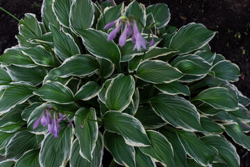 Bush of hosta with large patterned white-green leaves and purple flowers. Perennial grows in garden. Summer