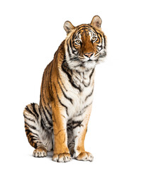 sitting Tiger isolated on white
