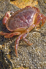 Sea Crab at low tide on the Durham Heritage Coast