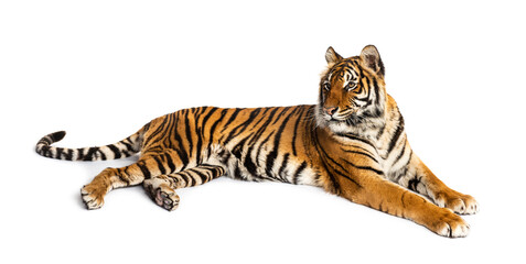Obraz premium Tiger lying down isolated on white