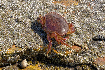 Sea Crab at low tide on the Durham Heritage Coast