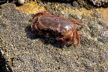 Sea Crab at low tide on the Durham Heritage Coast