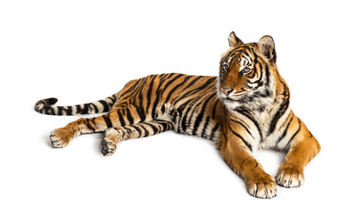 Fototapeta premium Tiger lying down isolated on white