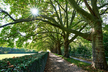 Baumallee Sihlpromenade in Z&uuml;rich