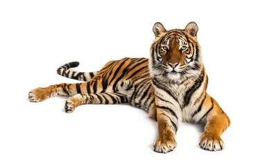 Foto auf Glas Tiger lying down isolated on white © Eric Isselée