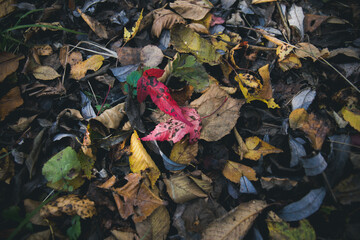 Autumn in the forest, park