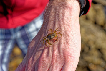 Sea Crab at low tide on the Durham Heritage Coast