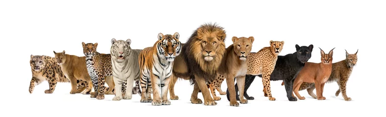 Poster Große Gruppe vieler Wildkatzen zusammen in einer Reihe © Eric Isselée