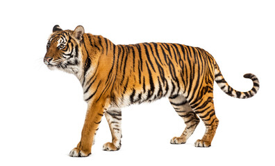 Side view of a Tiger walking away, isolated on white