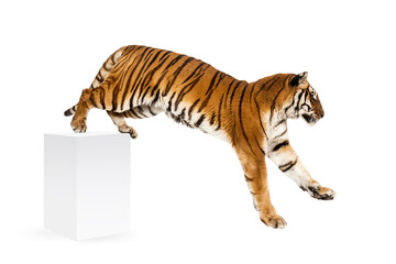 Tiger getting down a white box, isolated on white