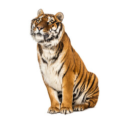 Tiger sitting looking up, isolated on white