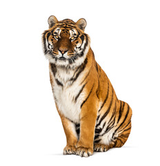 Tiger sitting staring at he camera, isolated on white