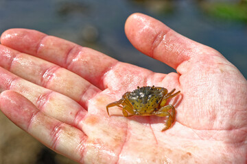 Obraz premium Sea Crab at low tide on the Durham Heritage Coast