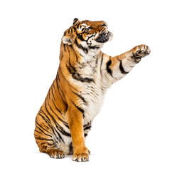 Fototapeta na wymiar Tiger reaching, pawing up, isolated on white