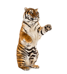 Tiger on hind legs, isolated on white