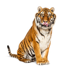 Fototapeta premium Tiger sitting and cleanning itself, isolated on white