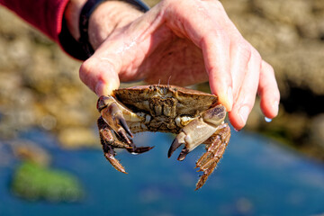 Sea Crab at low tide on the Durham Heritage Coast