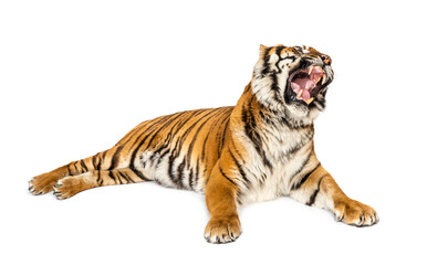 Tiger roaring lying down isolated on white