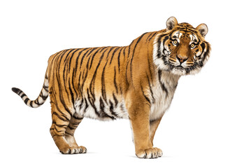 Side view, profile of a Tiger standing and looking at the camera, isolated on white