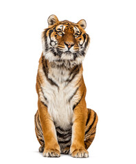 Obraz premium Tiger sitting, isolated on white